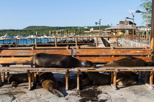 The local seal population love to laze around on all the public benches around the waterfront, they basically residents