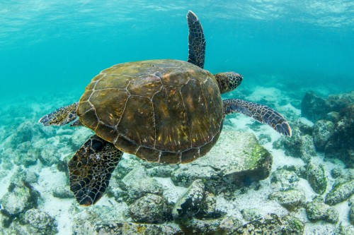 One cool looking sea turtle cruising in the clear blue waters